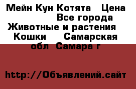 Мейн Кун Котята › Цена ­ 15 000 - Все города Животные и растения » Кошки   . Самарская обл.,Самара г.